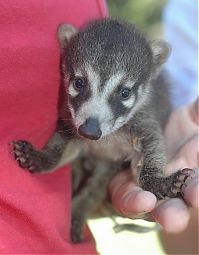 Fauna & Flora: coatis baby, snookum bear