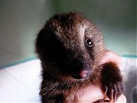 TopRq.com search results: coatis baby, snookum bear