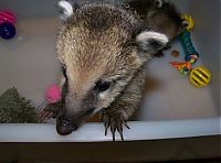 Fauna & Flora: coatis baby, snookum bear