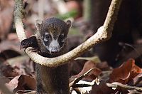 Fauna & Flora: coatis baby, snookum bear