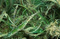 TopRq.com search results: masters of underwater camouflage
