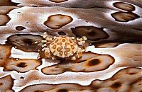 Fauna & Flora: masters of underwater camouflage