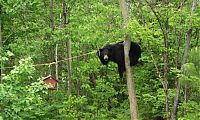 Fauna & Flora: bear and the bird feeder