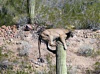 Fauna & Flora: lioness climbed high to scan the horizon