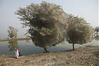 Fauna & Flora: Spider invasion, Pakistan