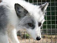 Fauna & Flora: domesticated silver fox