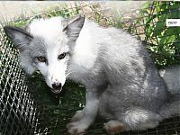 TopRq.com search results: domesticated silver fox