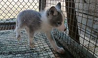 TopRq.com search results: domesticated silver fox