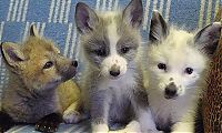 Fauna & Flora: domesticated silver fox