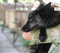 Fauna & Flora: domesticated silver fox