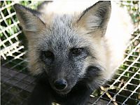 Fauna & Flora: domesticated silver fox