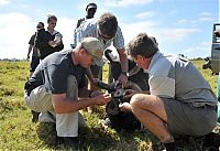 TopRq.com search results: Rescuing rhinoceros, Kruger National Park, South Africa