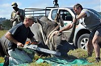 Fauna & Flora: Rescuing rhinoceros, Kruger National Park, South Africa