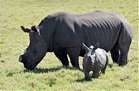 Fauna & Flora: Rescuing rhinoceros, Kruger National Park, South Africa