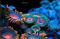 Fauna & Flora: coral organisms