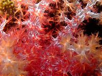 TopRq.com search results: coral organisms