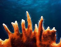 Fauna & Flora: coral organisms