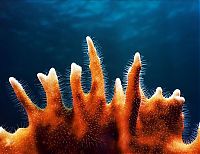 TopRq.com search results: coral organisms