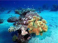 TopRq.com search results: coral organisms