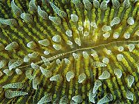 TopRq.com search results: coral organisms