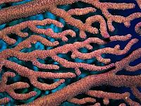 Fauna & Flora: coral organisms