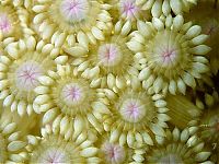 TopRq.com search results: coral organisms