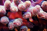 Fauna & Flora: coral organisms