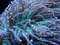 TopRq.com search results: coral organisms