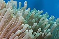 TopRq.com search results: coral organisms