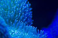 Fauna & Flora: coral organisms