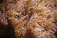 Fauna & Flora: coral organisms