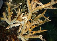 TopRq.com search results: coral organisms