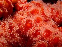 TopRq.com search results: coral organisms