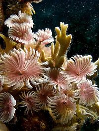 TopRq.com search results: coral organisms