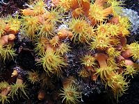 Fauna & Flora: coral organisms