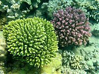 TopRq.com search results: coral organisms