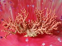 TopRq.com search results: coral organisms