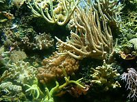 Fauna & Flora: coral organisms