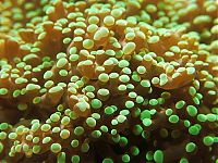 TopRq.com search results: coral organisms