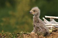 Fauna & Flora: baby eagles