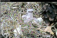 Fauna & Flora: baby eagles