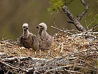 Fauna & Flora: baby eagles