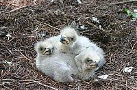 Fauna & Flora: baby eagles