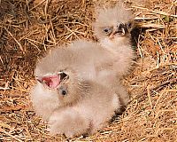 TopRq.com search results: baby eagles