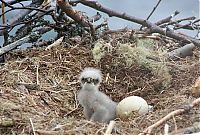 Fauna & Flora: baby eagles