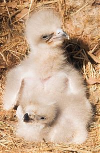 Fauna & Flora: baby eagles