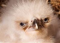 Fauna & Flora: baby eagles