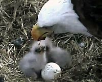 Fauna & Flora: baby eagles