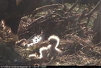 TopRq.com search results: baby eagles