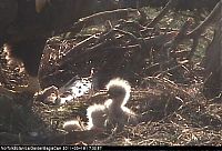 Fauna & Flora: baby eagles